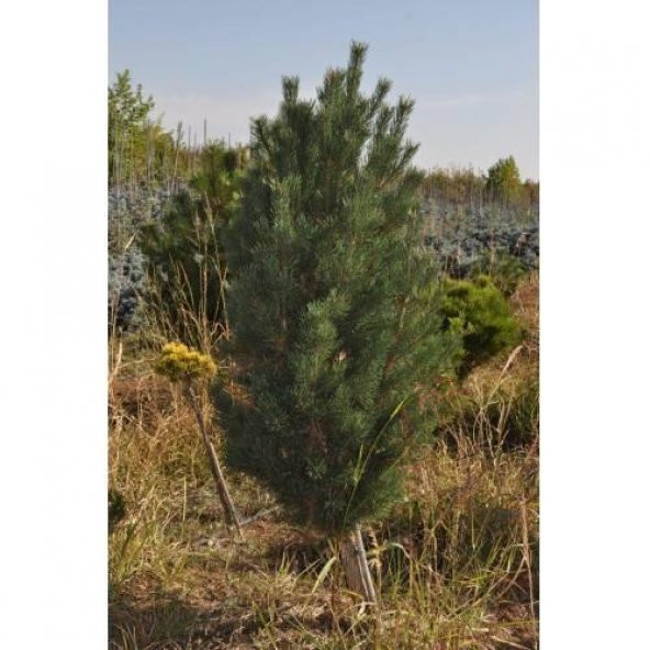 TÜPLÜ KARA ÇAM FİDANI BOY 120-150CM ürün görseli 1
