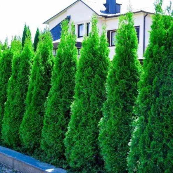 SAKSIDA AMERİKAN SMARGAT MAZI ÇAMI FİDANI 1-2 YAŞ 50-60CM BOY ürün görseli 1