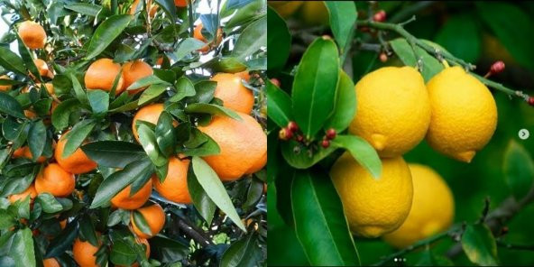 TÜPLÜ AŞILI BODUR YEDİVEREN LİMON+OKİTSU MANDALİNA ürün görseli 1