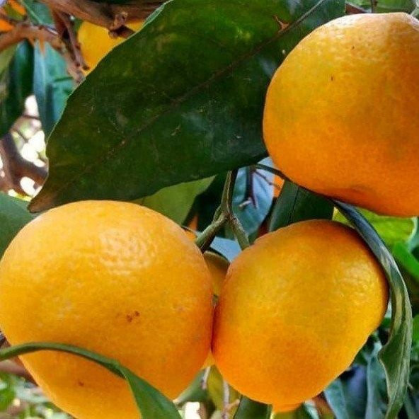 TÜPLÜ AŞILI PRİMASOL MANDALİNA FİDANI YAŞ 1-2 BOY 90-110CM(BOL VERİMLİ) ürün görseli 1