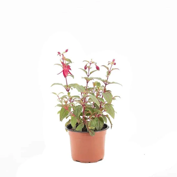 Fuchsia Küpeli Çiçeği 10-20 cm - Resim 7