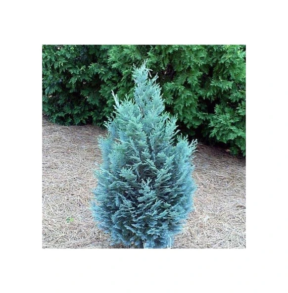 Mavi Elwoodii Çam Fidanı Chamaecyparis Ellwoodii 30-40 cm ürün görseli 1