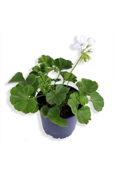 Sardunya Çiçeği Fidanı - Pelargonium - Beyaz Renk 10-20 Cm ürün görseli 1