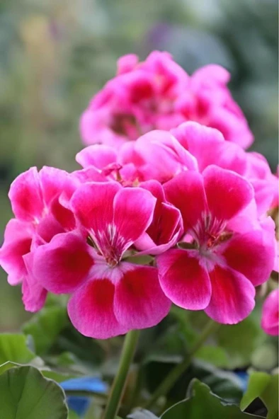 Açık Pembe Ceylangözü Sardunya Çiçeği Fidanı 10-20 Cm ürün görseli 1