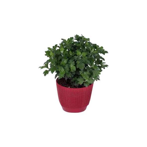 Buğday Sarısı Kasımpatı Fidanı Krizantem Chrysanthemum 10-20 cm ürün görseli 1
