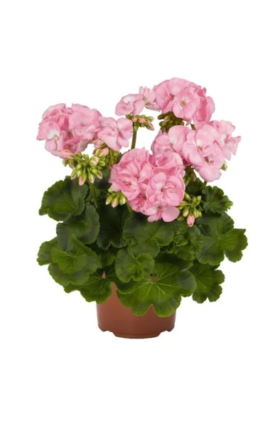 Sardunya Fidanı Saksılı Açık Pembe 10-20 cm ürün görseli 1