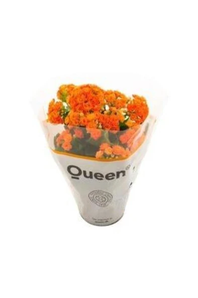 Kalanşo Kalanchoe Emel Hanım Çiçeği 10-20 cm ürün görseli 1