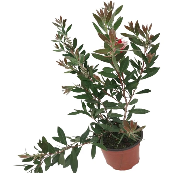 Callistemon Laevis Fırça Çalısı Fidanı 50-100 cm ürün görseli 1