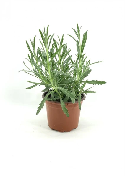 Lavanta Çiçeği Fidanı 15-25 cm 5 Adet ürün görseli 1