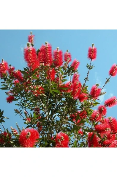 Fırça Çalısı Fidanı Callistemon Leavis, 50-70 Cm ürün görseli 1