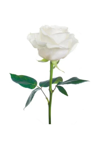 Kar Beyaz Gül Fidanı Fidesi (Beyaz) 10-20 cm ürün görseli 1
