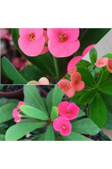 Pembe Japon Iğnesi Dikenler Tacı Euphorbia Milii Fidanı 10-20 cm ürün görseli 1