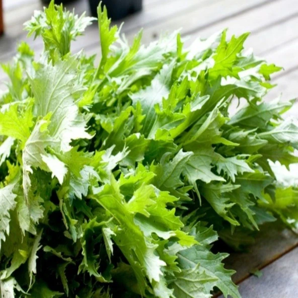 Ata Tohumları Geleneksel Brassica Rapa Japonica Green Mizuna Tohumu(30 tohum) ürün görseli 1