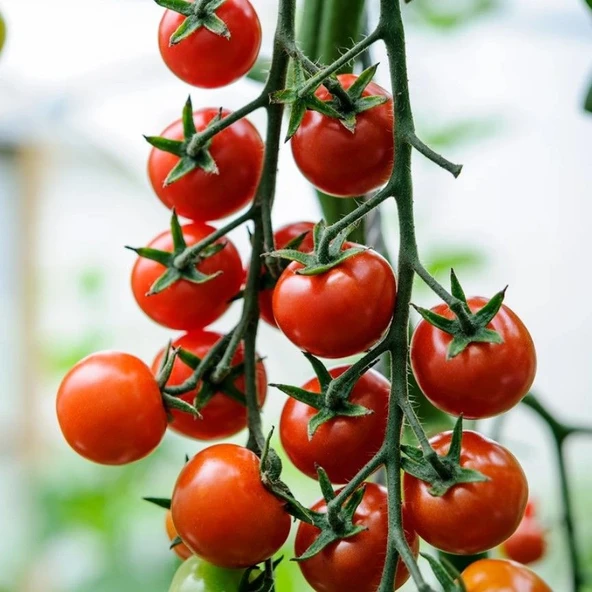 Cherry f1  Sırık Kiraz Domates Tohumu (10 tohum) ürün görseli 1