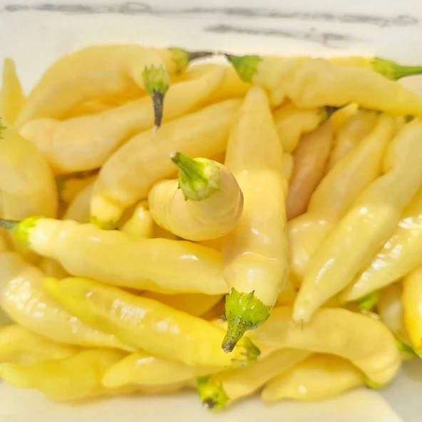 Nadir Ata Tohumları Zehir Gibi Blondie  Çok Acı Biber Tohumu  (10 tohum) ürün görseli 1