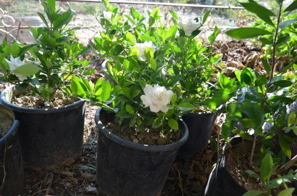 SAKSIDA KOKULU GARDENYA ÇİÇEĞİ ürün görseli 1