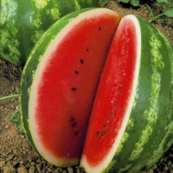 Geleneksel Tohum Yüksek Aromalı Crimson Sweet Karpuz Tohumu (20 tohum) ürün görseli 1