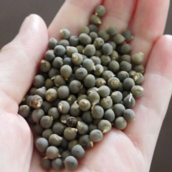 Ata Tohumları İlaçsız Şifa Amaçlı Doğal Bamya Tohumu (250 gram) ürün görseli 1