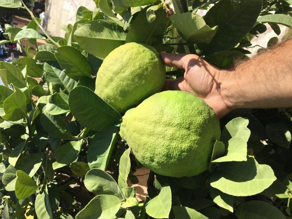 TÜPLÜ ÇOK NADİR BULUNAN İRİ PONDEROSA LİMONU FİDANI 2 YAŞ 80-100 CM ürün görseli 1
