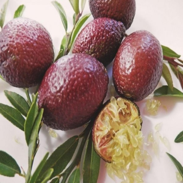 Tüplü 2 yaş Avusturalya Blood-Kırmızı Lime Limon Fidanı ürün görseli 1