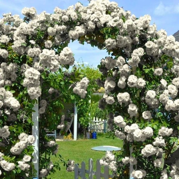 Tüplü Yediveren Kokulu White Quen Sarmaşık Gül Fidanı ürün görseli 1