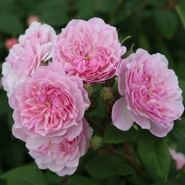 Tüplü Koleksiyonluk Parfüm Kokulu Romantic Siluetta Yediveren Sarmaşık Gül Fidanı ürün görseli 1