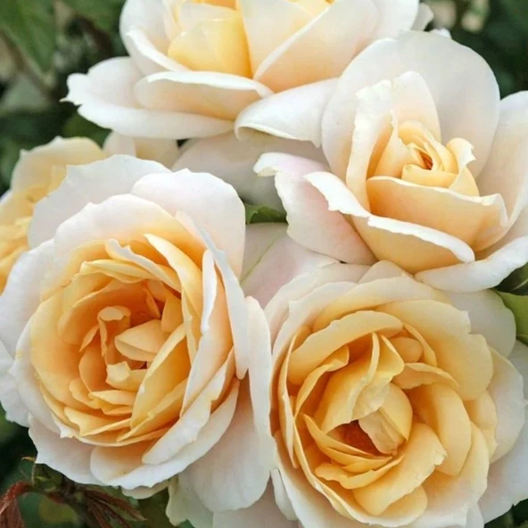 Tüplü Koleksiyonluk Lions Rose Kokulu Yediveren Gül Fidanı ürün görseli 1