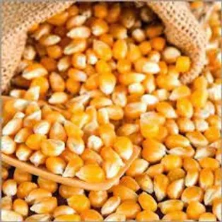 Patlaklık Mısır 500 gr - Resim 2
