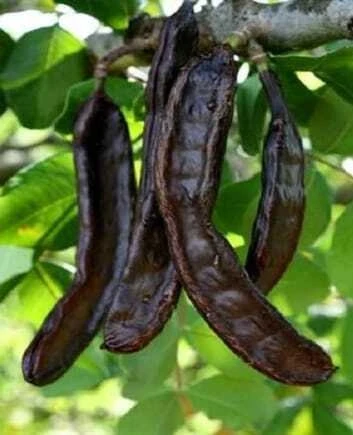 Keçiboynuzu Özü 700 gr - Resim 2