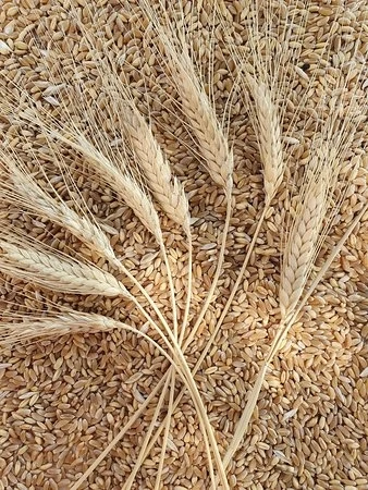 Aşurelik Atalık Sarı Buğday 1 kg ürün görseli 1