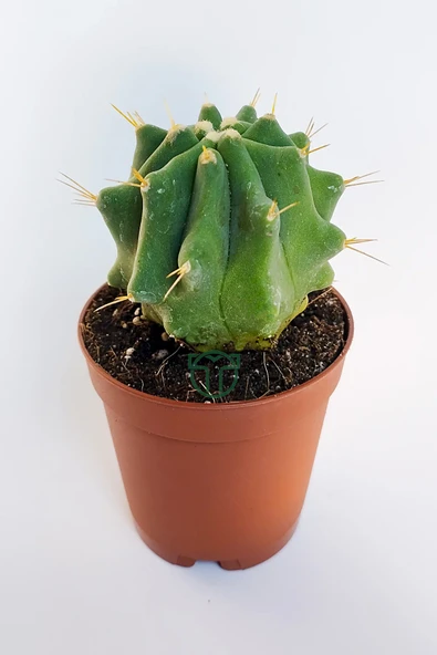 Ferocactus Glaucescens kuraklığa dayanıklı bitki özel tür katküs ürün görseli 1