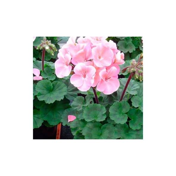 Pudra Pembe Sardunya Çiçeği Fidesi 10-20 cm ürün görseli 1
