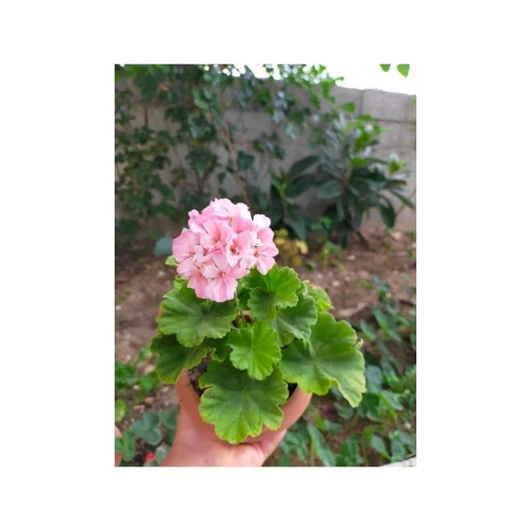 Toz Pembe Sardunya Çiçeği Fidesi 10-20 cm ürün görseli 1
