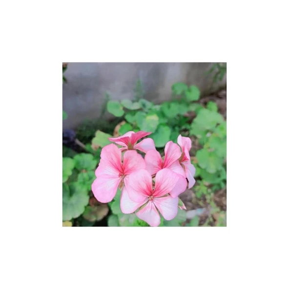 Lightpink Pembe Sardunya Çiçeği Fidesi 10-20 cm ürün görseli 1