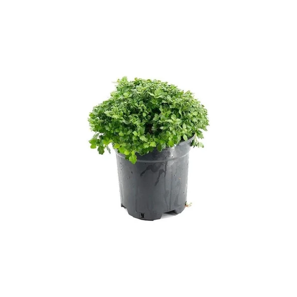 Karışık Renk Kasımpatı Fidanı 3 Adet Krizantem Chrysanthemum Seti 10-20 cm ürün görseli 1