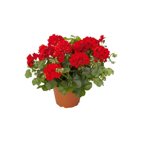Sardunya Fidanı Kırmızı Çiçekli 10-20 cm ürün görseli 1