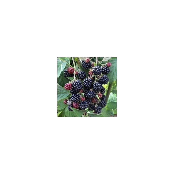 Böğürtlen Fidanı Açık Kök 40-80 cm ürün görseli 1