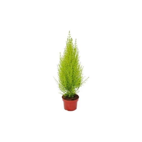 Limoni Servi Çamı Fidanı 30-50 cm - Resim 2
