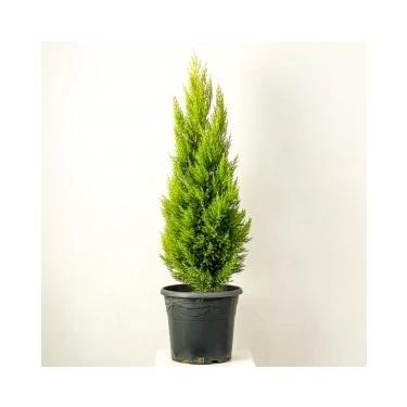 Limoni Servi Çamı Fidanı 30-50 cm - Resim 3