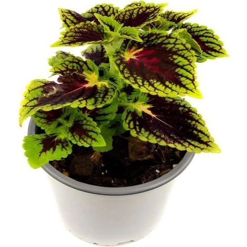 Yeşil Yaprak Güzeli Çiçeği 1 Adet Saksılı Kolyos (Coleus) ürün görseli 1