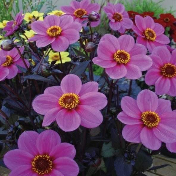 Miracle Bodur Mignon Purple Dahlia Yıldız Çiçeği Tohumu (80 tohum) ürün görseli 1