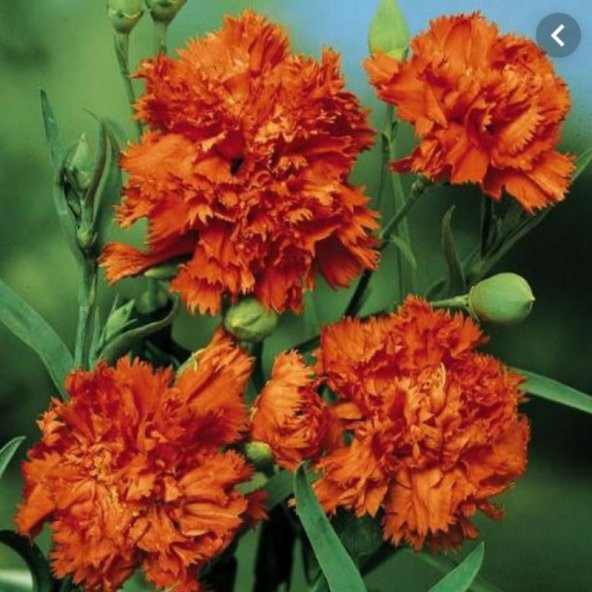 Chabaud Orange Karanfil Çiçeği Tohumu(70 adet) ürün görseli 1