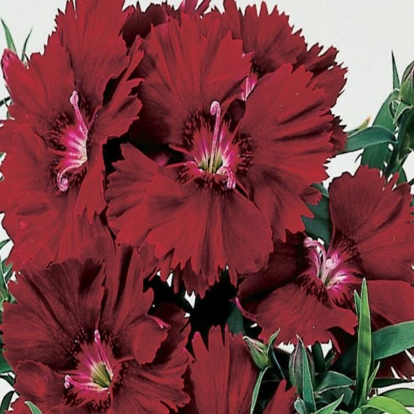 Chabaud Crimson Karanfil Çiçeği Tohumu(70 adet) ürün görseli 1