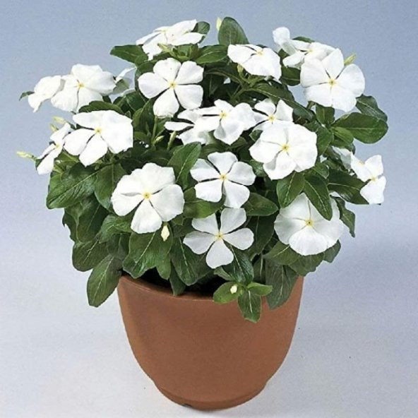 Vinca Rosea Pure White Rozet Çiçeği Tohumu (20 tohum) ürün görseli 1