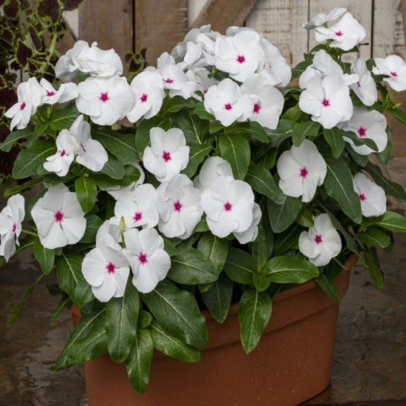 Vinca Rosea Bright Eyes Rozet Çiçeği Tohumu (20 tohum) ürün görseli 1