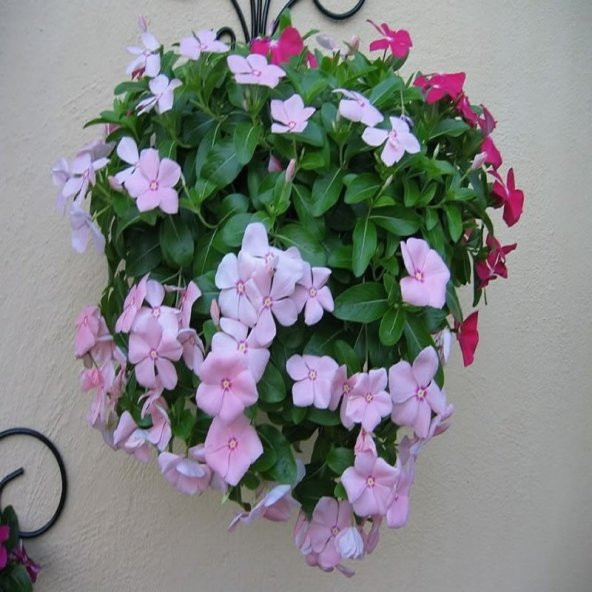 Vinca Rosea Soft Pink Rozet Çiçeği Tohumu (20 tohum) ürün görseli 1