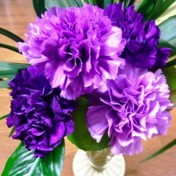 Chabaud Violet Katmerli Karanfil Çiçeği Tohumu(70 adet) ürün görseli 1