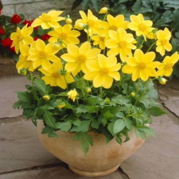 Miracle Bodur Mignon Yellow Dahlia Yıldız Çiçeği Tohumu (80 tohum) ürün görseli 1