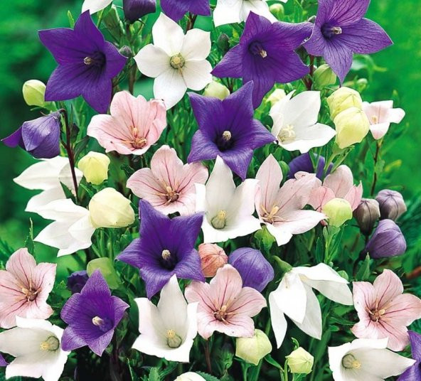Dona Dayanıklı Platycodon İri Mixed Çiçekli Balon Çiçeği Tohumu(100 tohum) ürün görseli 1