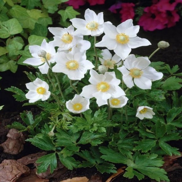 Pulsatilla Vulgaris Beyaz Dağ Lalesi Anemon Çiçeği Tohumu (5 tohum) ürün görseli 1